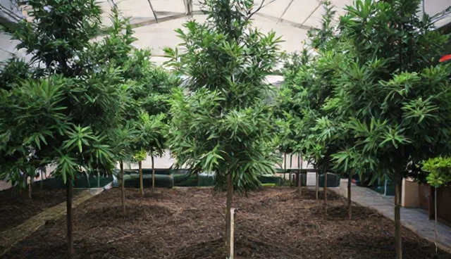 庭院绿化设计中的土壤改良与植物选型