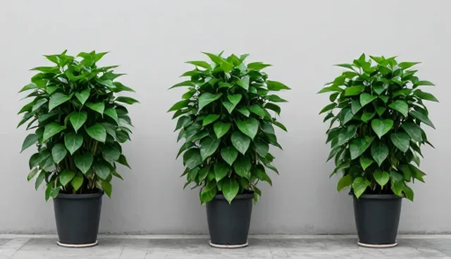 植物搭配中是否越丰富越美观？误区澄清