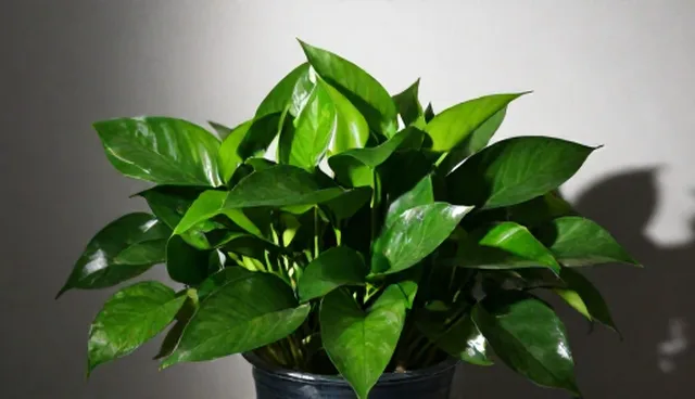 绿萝盆栽:如何注重植物品质的使用与维护