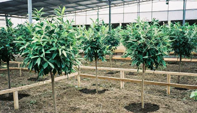 花卉绿植景观效果不佳如何提升？