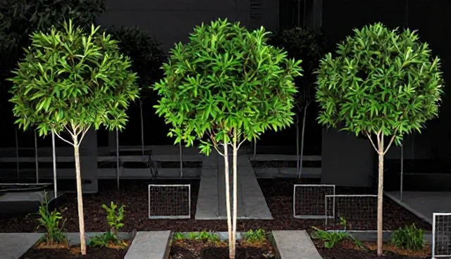 花卉绿植在企业绿化中的应用分析:场景适配与效果提升